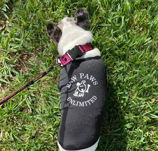 "Ultimate Comfort and Control with RAW PAWS UNLIMITED Signature Dog Harness"