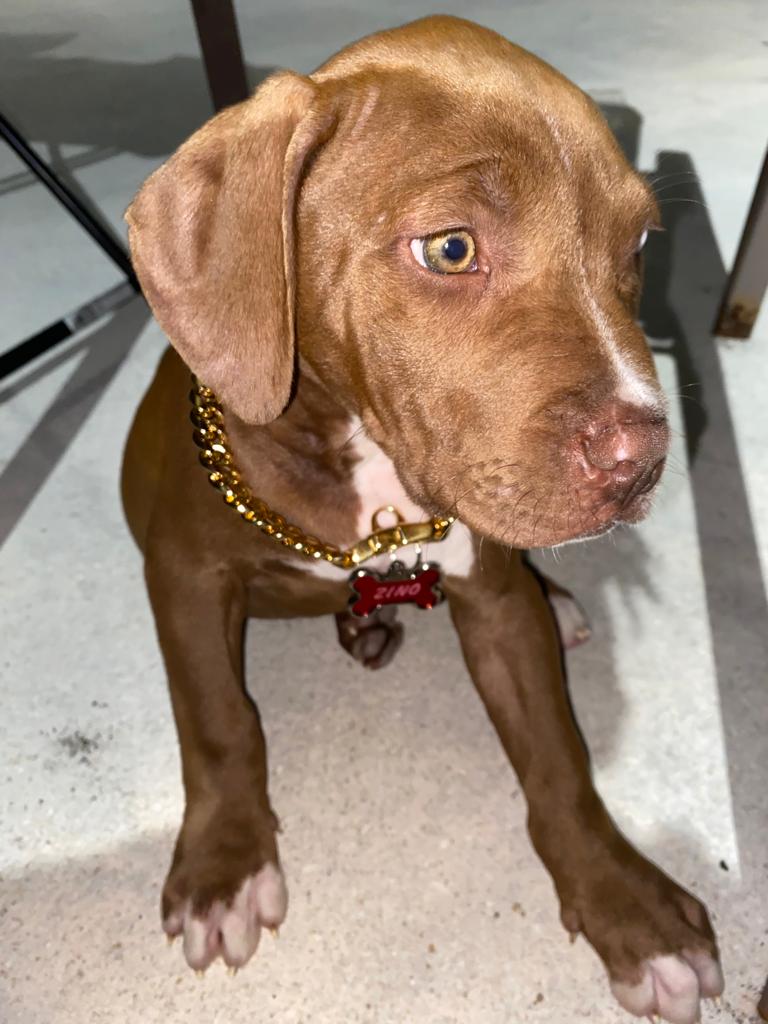 Unleash The Ultimate Style Statement: Luxury Gold Cuban Link Collar and Leash Set for Your Furry BFF"