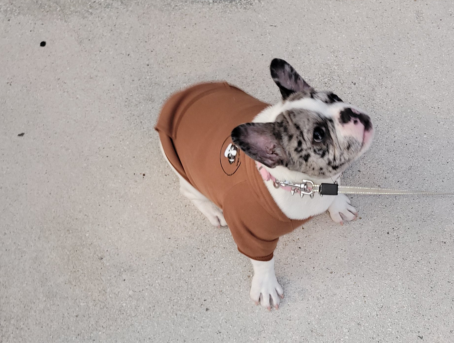 RAW PAWS UNLIMITED HOODIES