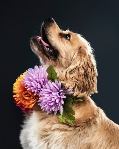 Golden spaniel dog portrait