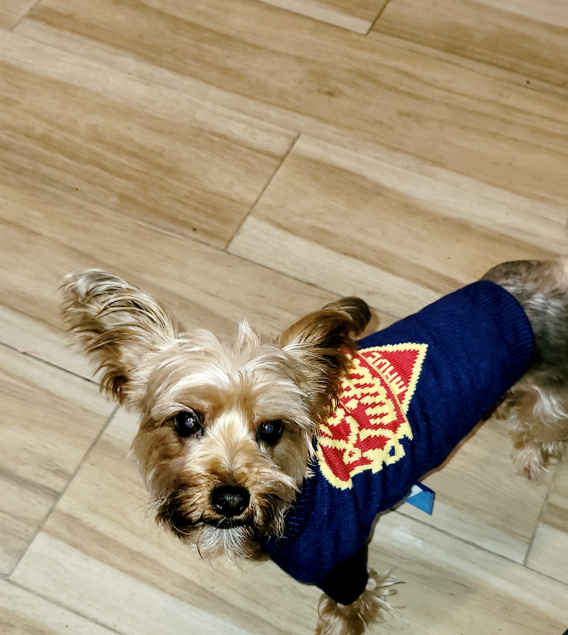 Chewy store dog shirts