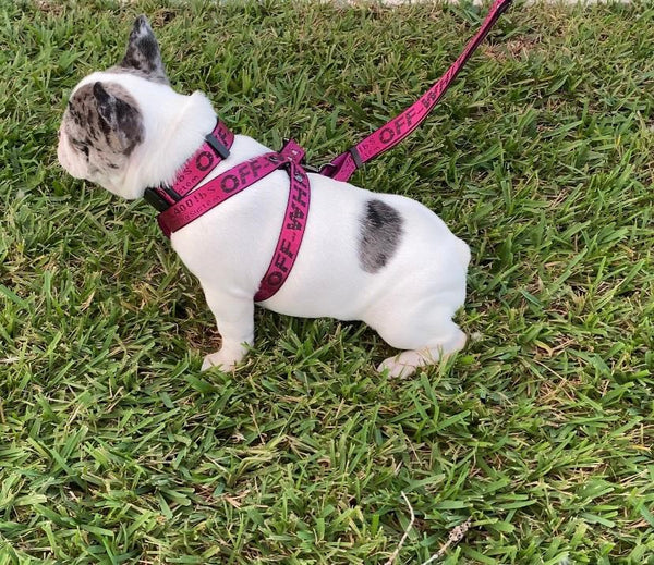 WOOF WHITE-Leash and Harness Set