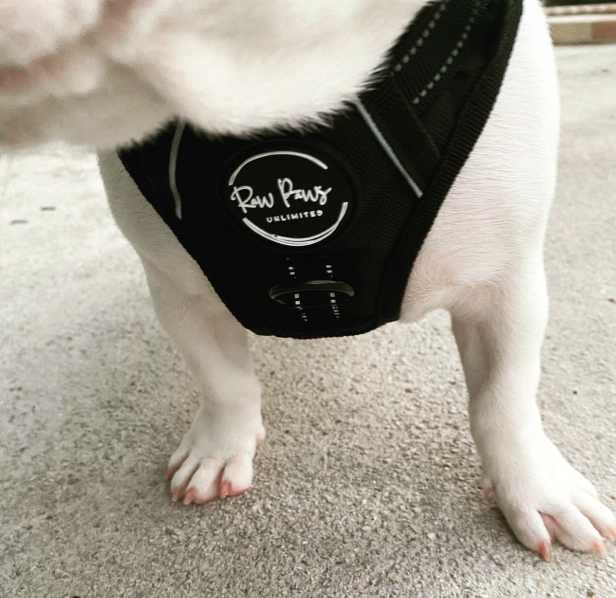"RAW PAWS UNLIMITED Signature Dog Harness - Comfortable, Durable & Adjustable for All Breeds"